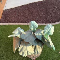 Artificial Plant 