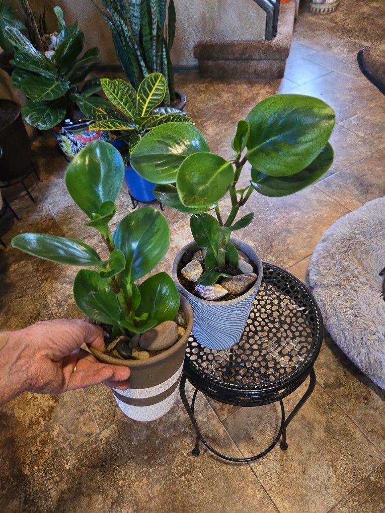 Pepperomia Plants In 7in New Ceramic Pots  $10 Ea