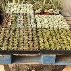 Succulents 2 Inches 