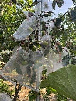 Fuyu Persimmon Fruit Tree