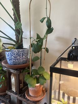 Plant- Hoya kerrii With Slight Variation