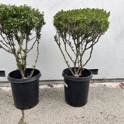 Boxwood