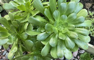 Aeoneums Succulent Whole Plant Beautiful 