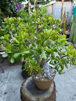 Plants the jade
