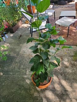4 ft Tall Red Hibiscus Plant