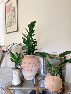 🌿🪴 Healthy & Rare Plants in Unique, High End, & Vintage Planter Pots | Statement Pieces | Prices Vary ✨🌿