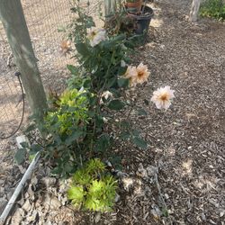 Julia’s Rose 1 Gal 