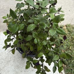 Green plant with purple