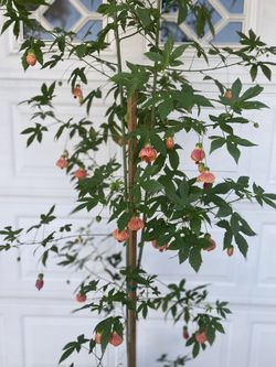 Japón ice Lantern Blooming Tree, Is Outdoor Sun Or Shade This Plant Blooms All Year Round Is In 5 Gallóns Pot Pick Up Only