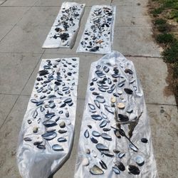 Venice Beach Sea Shells