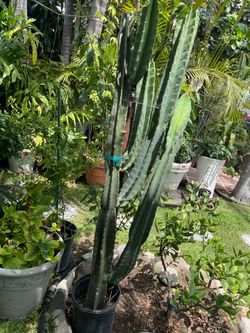 Cactus