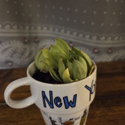 Desk Plants - Great For Gifts!