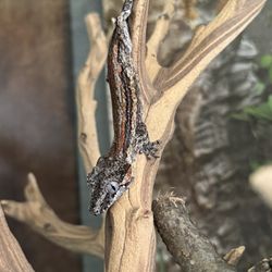 Gecko Enclosure 