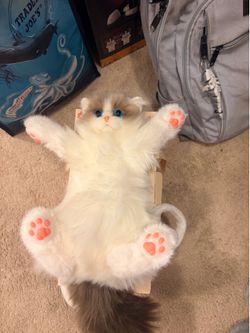 Cat bag realistic