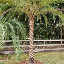 Silvester  Palms All Sizes  Available 