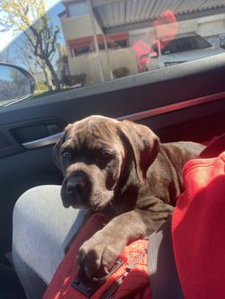 Cane Carso