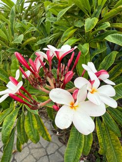 Plumeria clipping