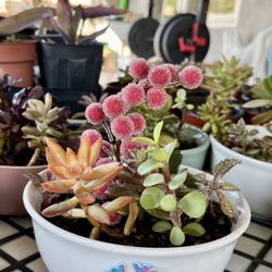 Assorted Succulents Bowls
