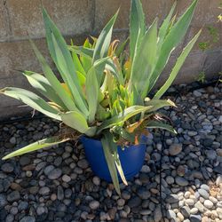 Free Succulents In Blue Pot 