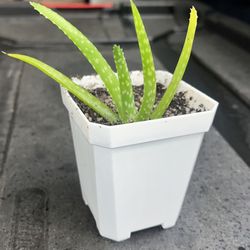 Aloe Vera Plants