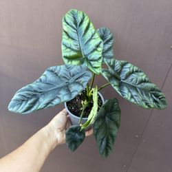 5” alocasia sinuata