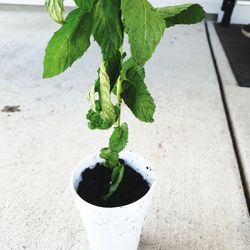Pickup From LebanonTN 37087..mint Plant..pet N Smoke Free Home 