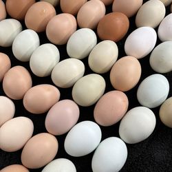 Fresh Eggs🐓