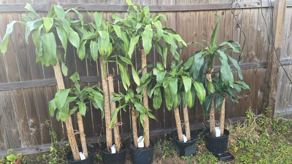 Dracaena Or Palo Del Brazil Plant 58"