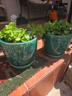 Flower Pots