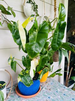 Philodendron Burle Marx Variegated