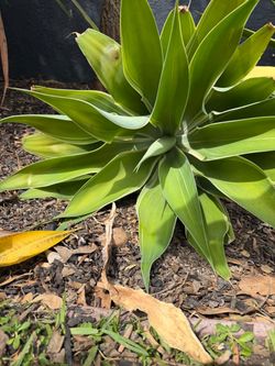 Agave plants