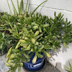 Plant Arrangement Lage