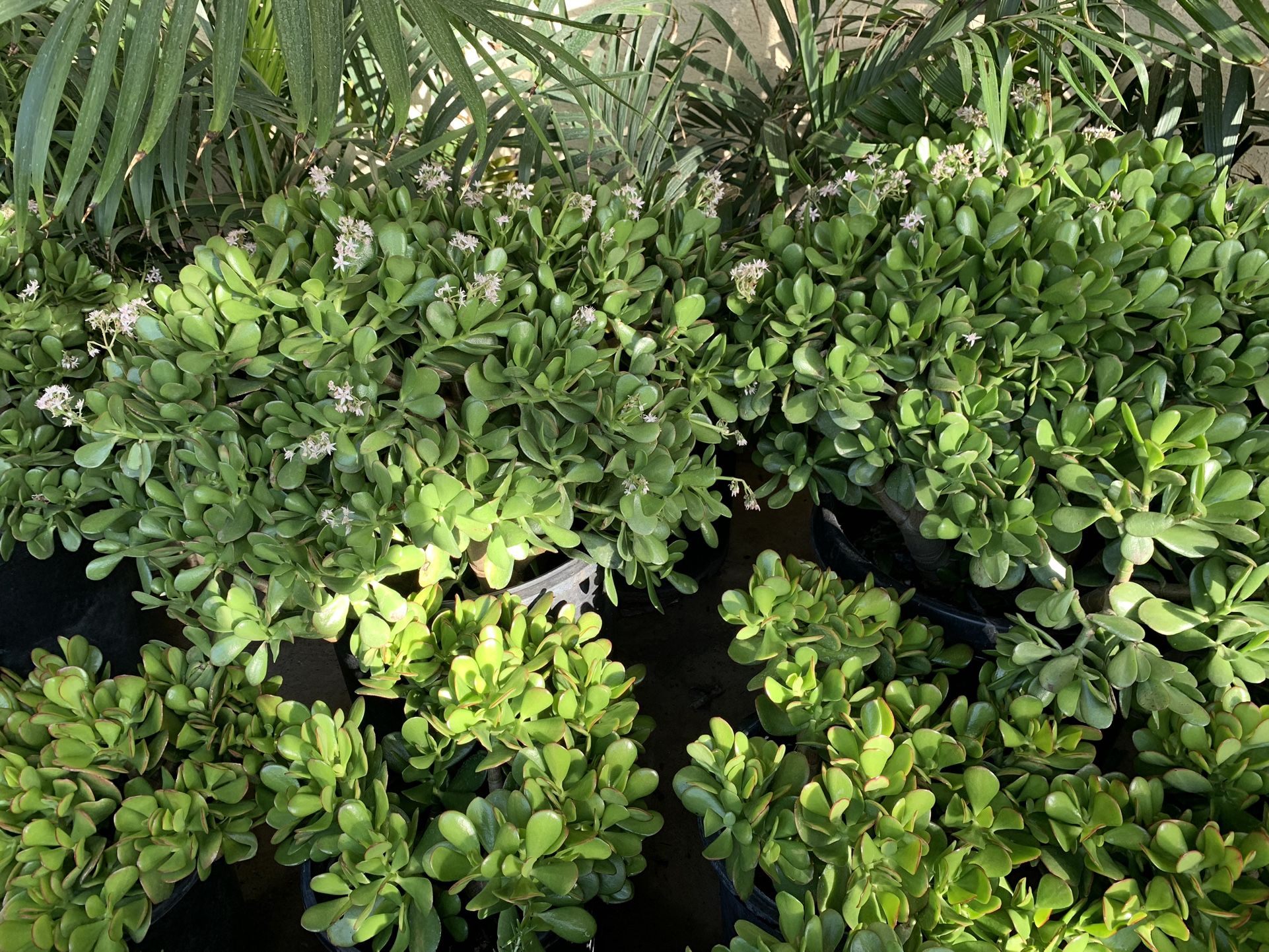 Jade Succulent In 15 Gallon Pot Huge Plant 45$