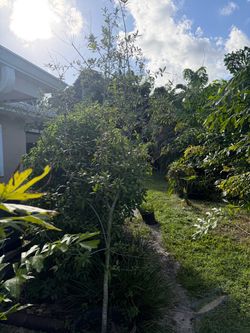 Live Oak Tree - 9 feet