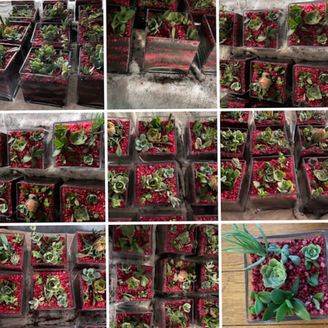 Living Succulents In Containers