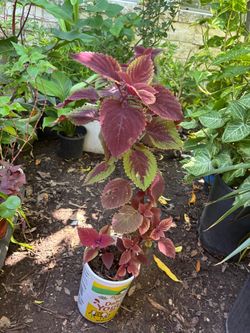 Coleus plant