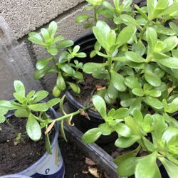 Plantas