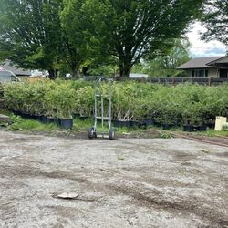 Blueberry Plants