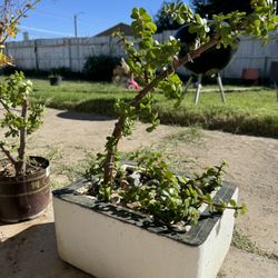Jade Plant