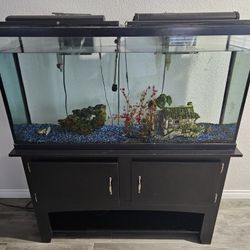 Fish Tank