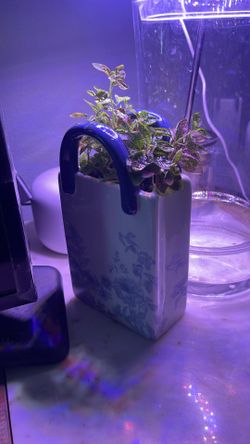 Plants