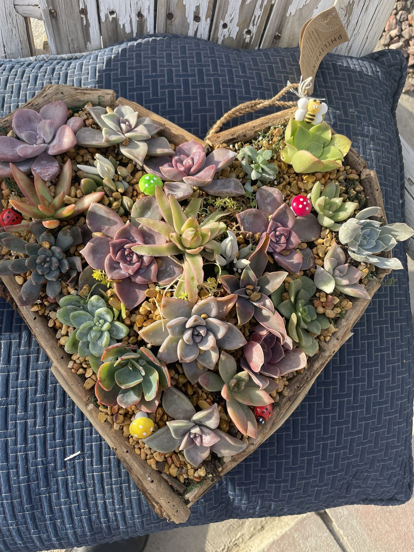 Valentine’s Day Gift ❤️Live Succulents!