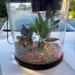 Fish Tank