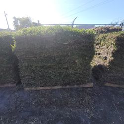 PROVISTA (shade Tolerant)