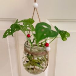 Monstera Adansonii Swiss Cheese Cutting With Roots