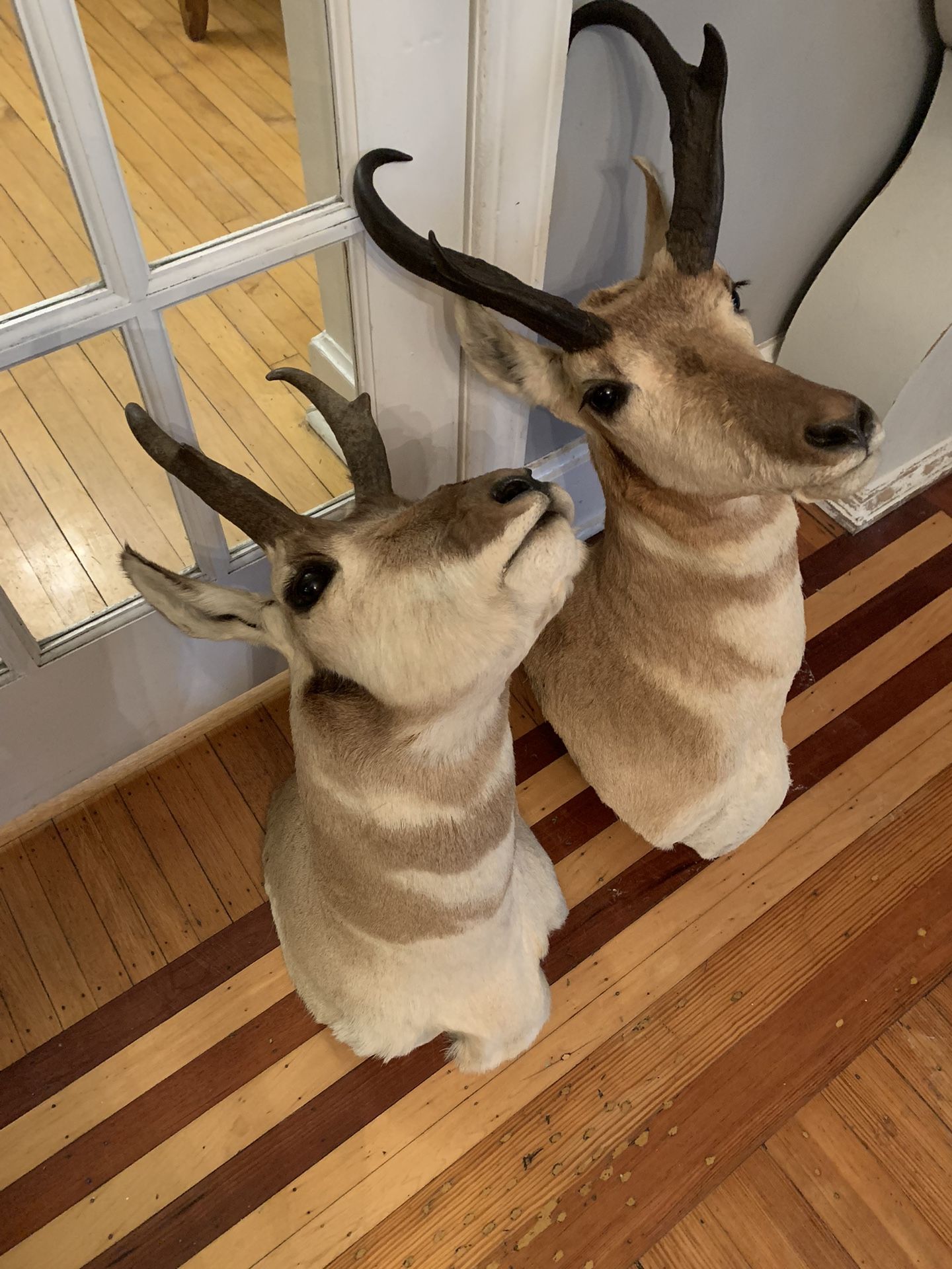 Taxidermy Pronghorn Antelopes!! $300 Each Obo!!