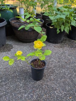 Yellow rose