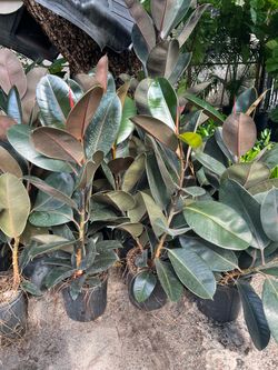 Ficus Rubber tree in 3 gls pot. SPECIAL PRICE 🤩