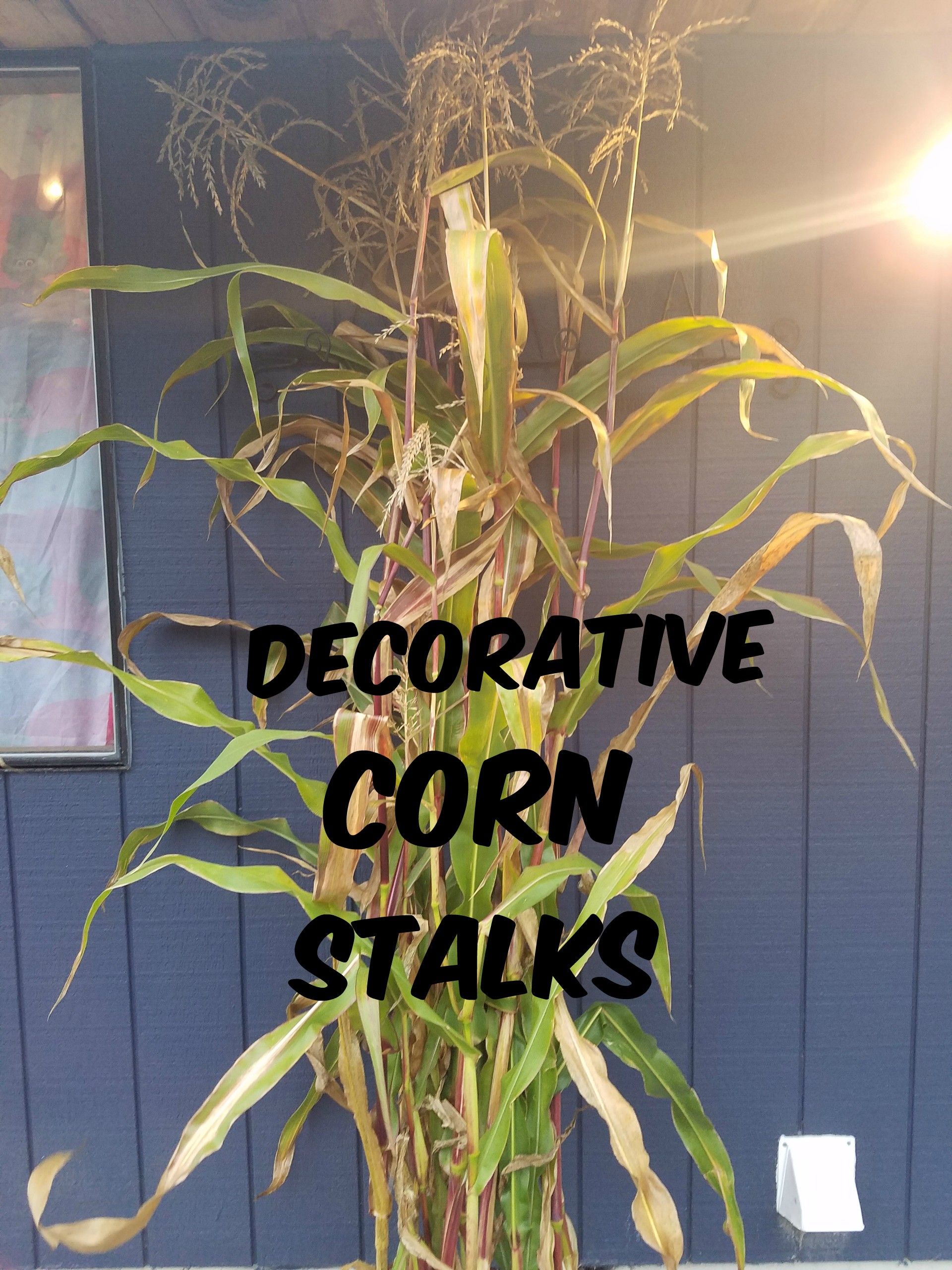 Decorative corn stalks