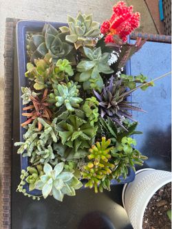 Succulent arrangement